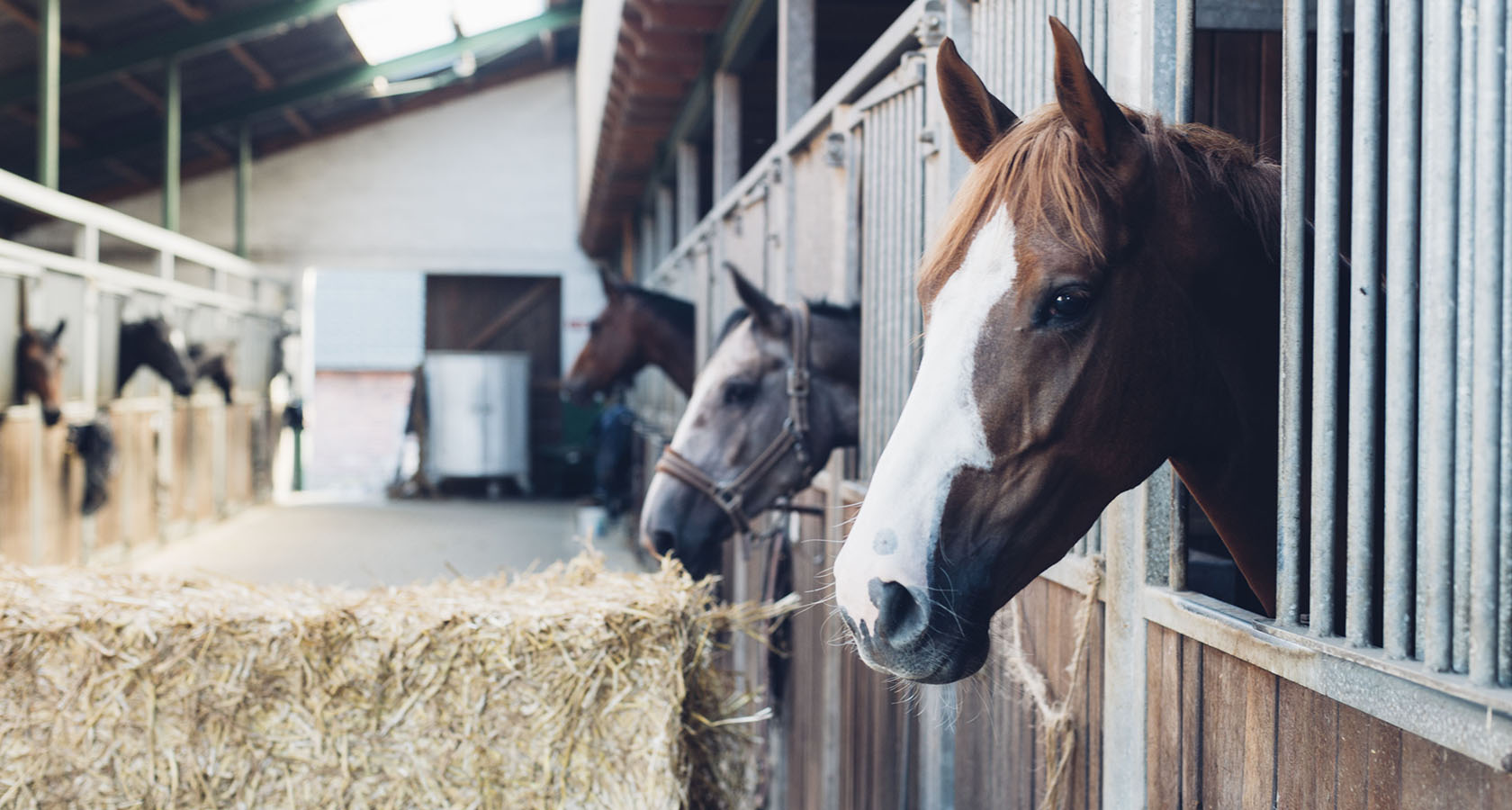 Основные преимущества использования конского навоза
