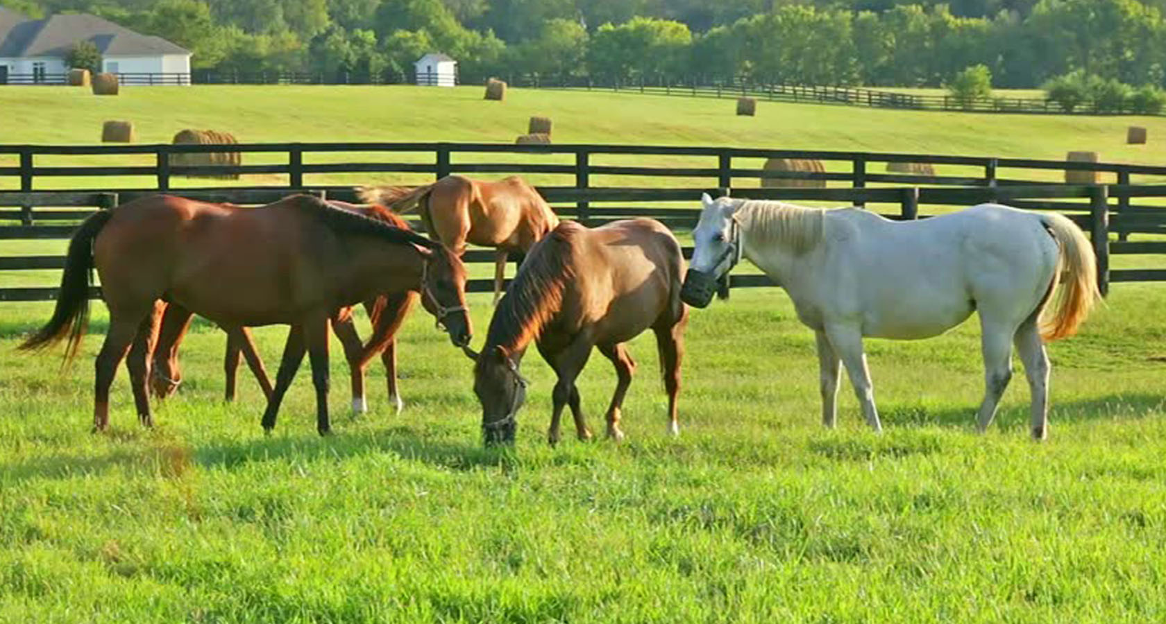 Основные питательные компоненты в перепревшем конском навозе и их влияние на рост растений