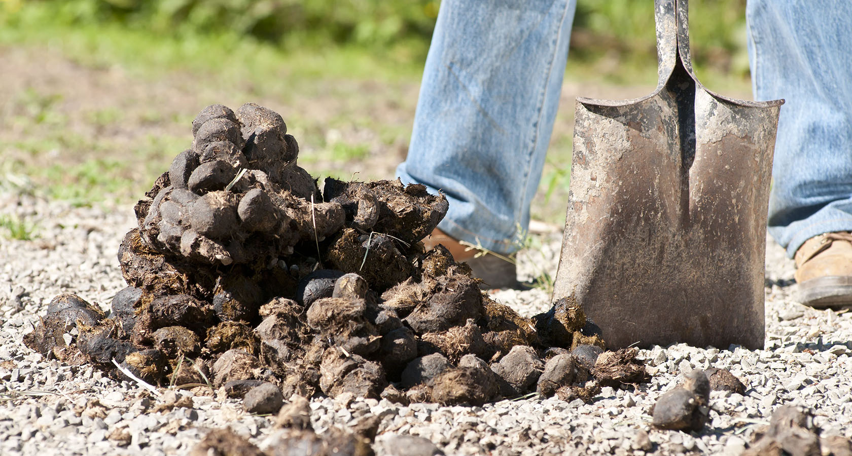 Чем полезен конский навоз